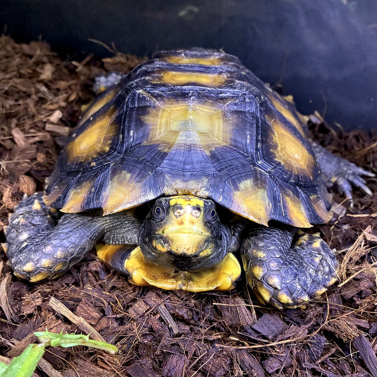 年内最後のメンテ完了。今年はほんの少しだけ前進した一年だった。来年は年初の試験クリアとか物件探しを皮切りに飛躍の年にしたい。もうあと少しで2025年が終わる。皆さまもよいお年を
#ManouriaImpressa