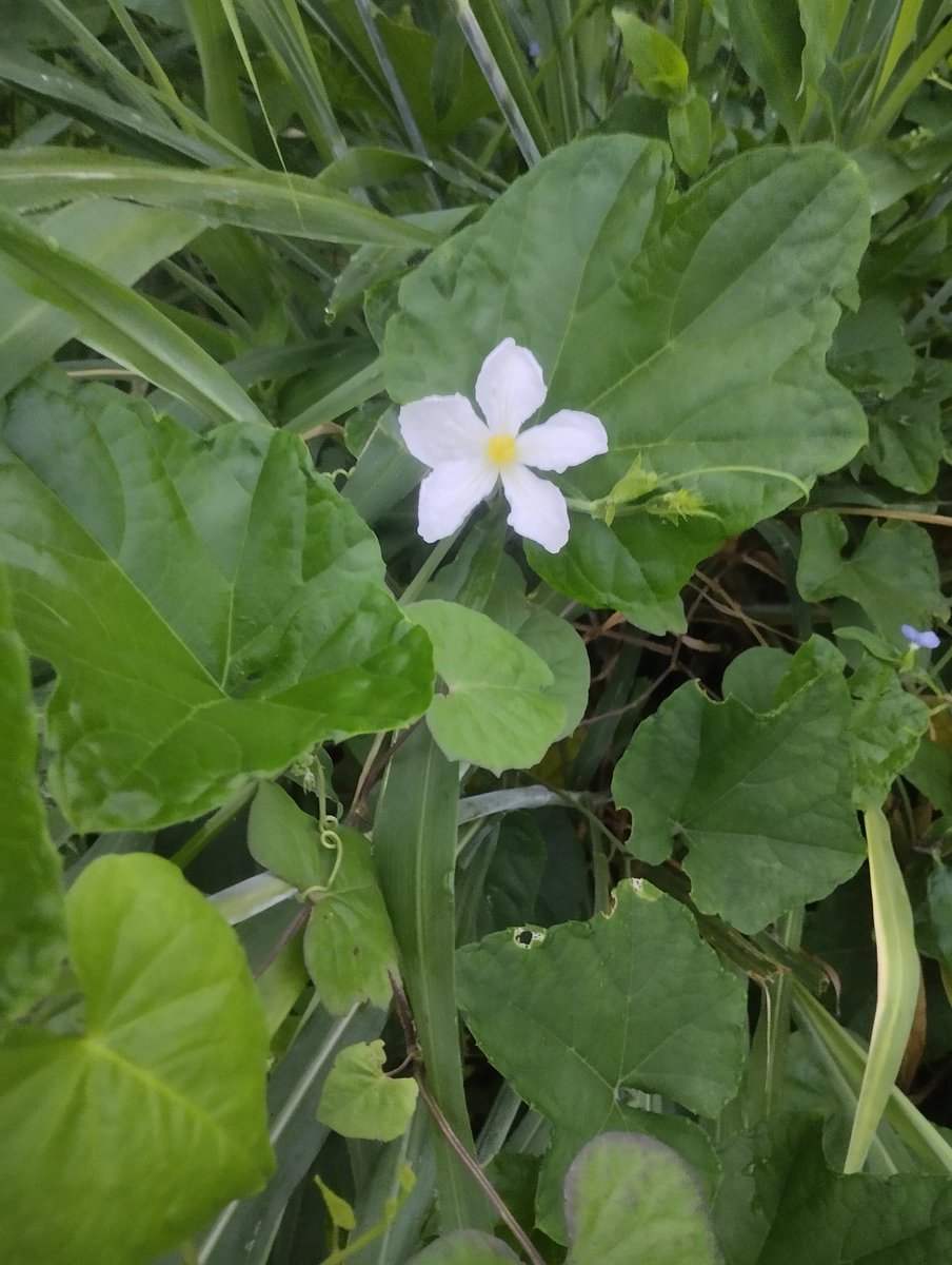 ebukks._ tweet media