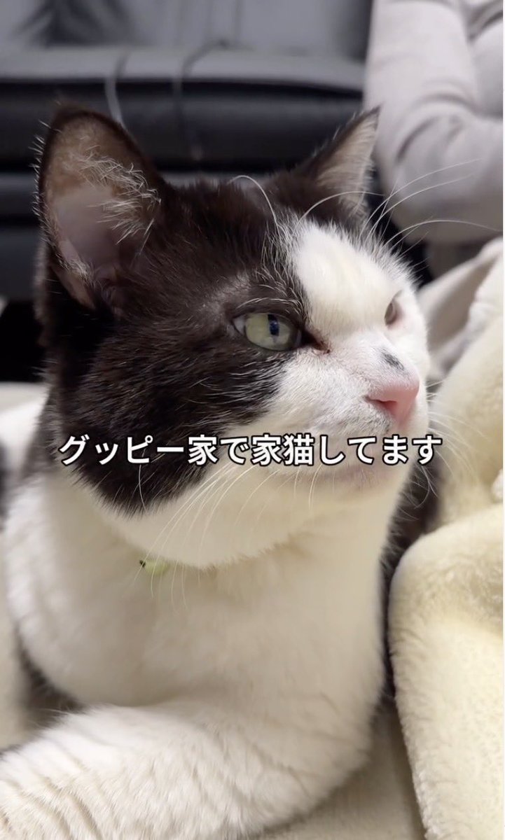 3本足の保護猫ふく😼広報部長 (@fuku_bucho_cat) / Posts / X