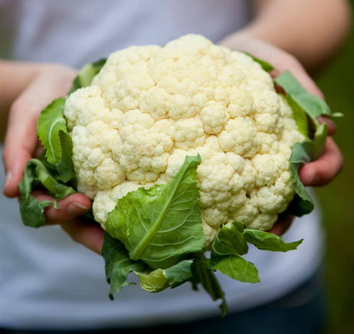 🇫🇷 Notre chou-fleur français est en crise, sauvons-le !

Pour le réveillon et en 2026, mettons du chou-fleur dans nos assiettes. Il est abordable et sa qualité nutritionnelle est reconnue. 

Un petit geste pour nous, un grand soutien pour nos producteurs locaux, qui subissent une