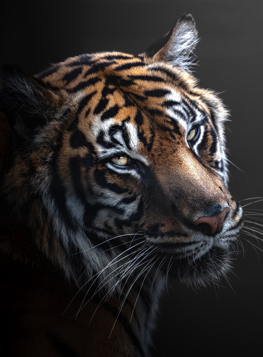 むぎ (@mugimugi_z) / Posts / X