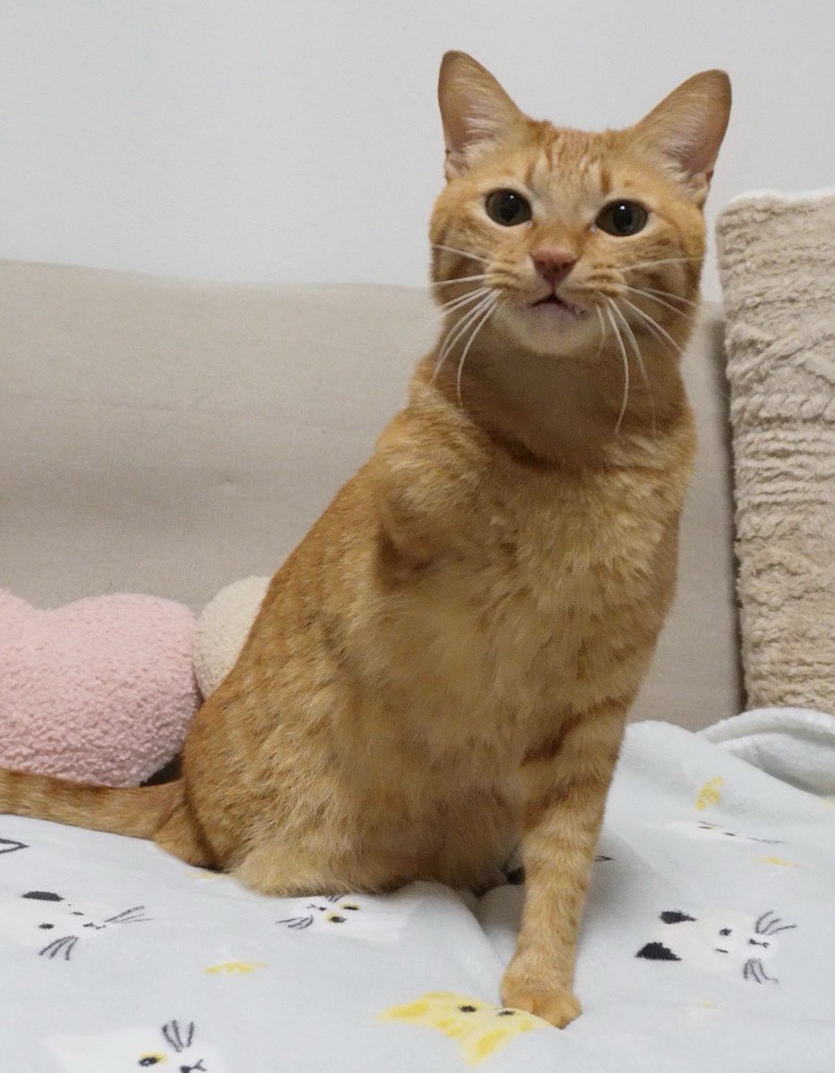 にゃんちゅー (@Nyanchu_1011) / Posts / X