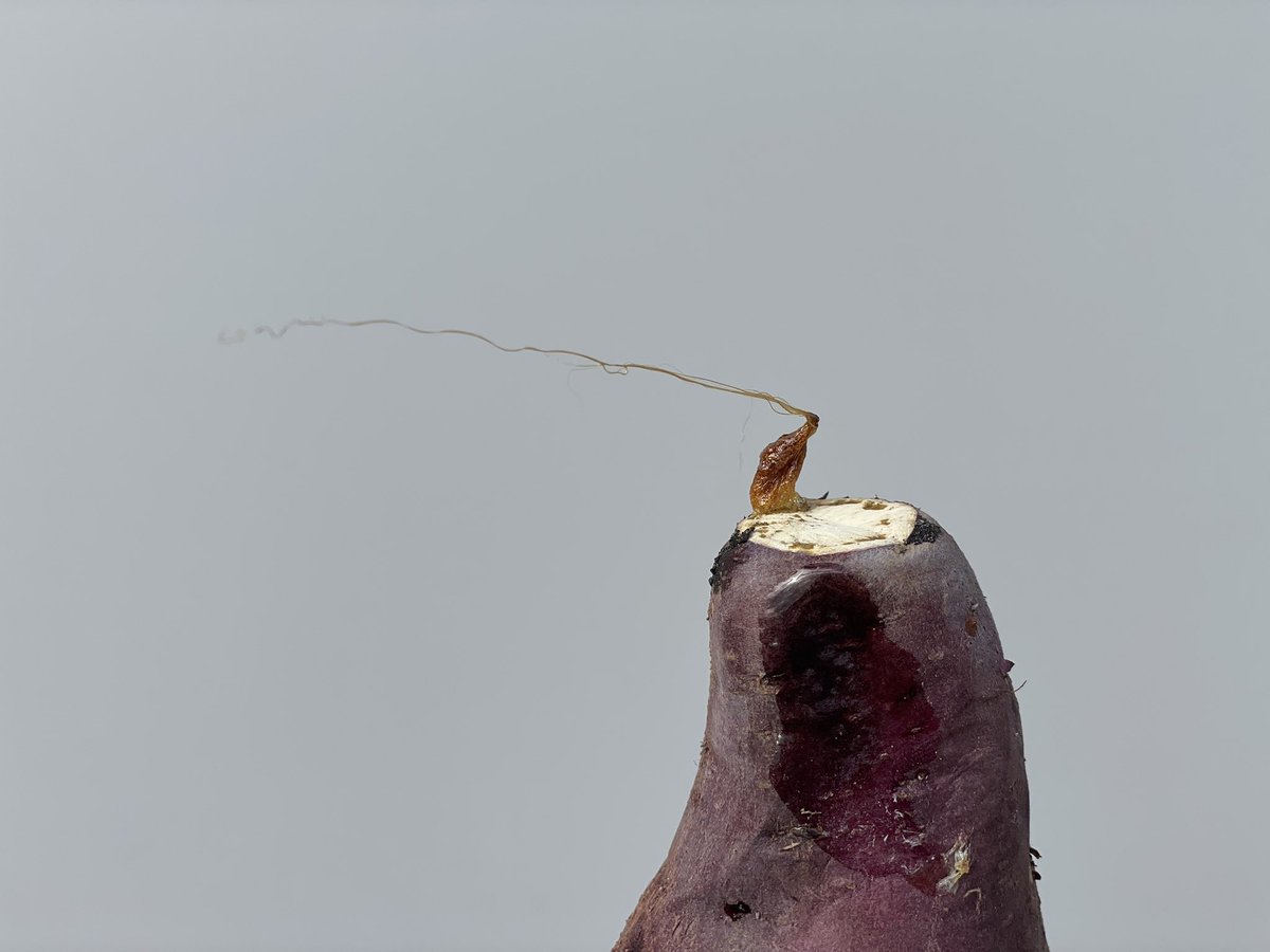 OIMOYA - 十人十芋 tweet media