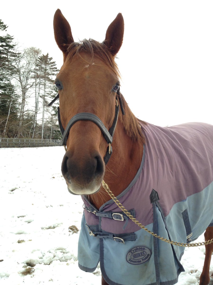 心の広い方、お願いいたします PROGRES エース公式 レディース トートバッグ A4 13.3インチ