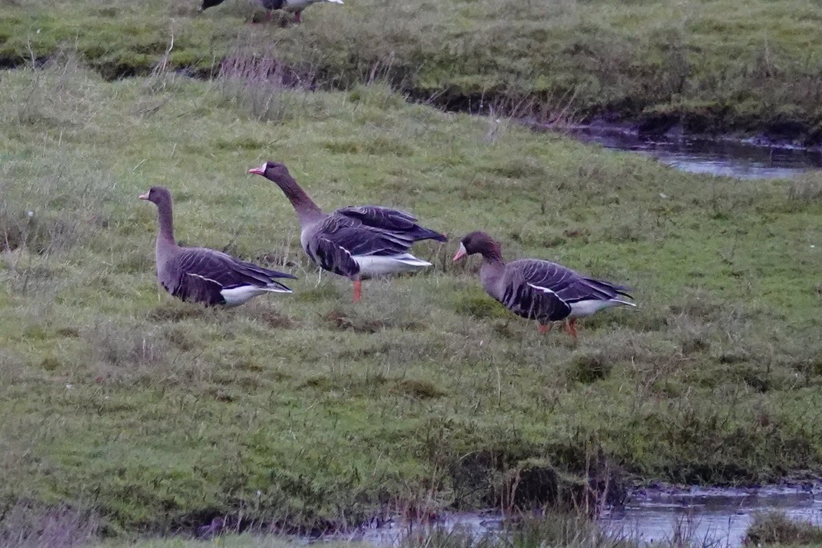 DarbyBug's tweet image. The 3 adult Russian Whitefronts from Banks the other day are now on Crossens Outer #Marshside - lovely views