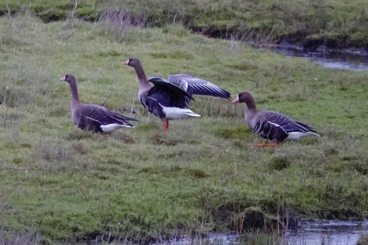 DarbyBug's tweet image. The 3 adult Russian Whitefronts from Banks the other day are now on Crossens Outer #Marshside - lovely views