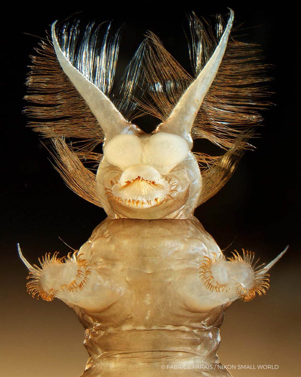 TrustMyScience's tweet image. Larve aquatique d’Atherix ibis, une mouche de rivière dont les jeunes stades vivent dans les cours d’eau et participent à l’équilibre des écosystèmes d’eau douce.