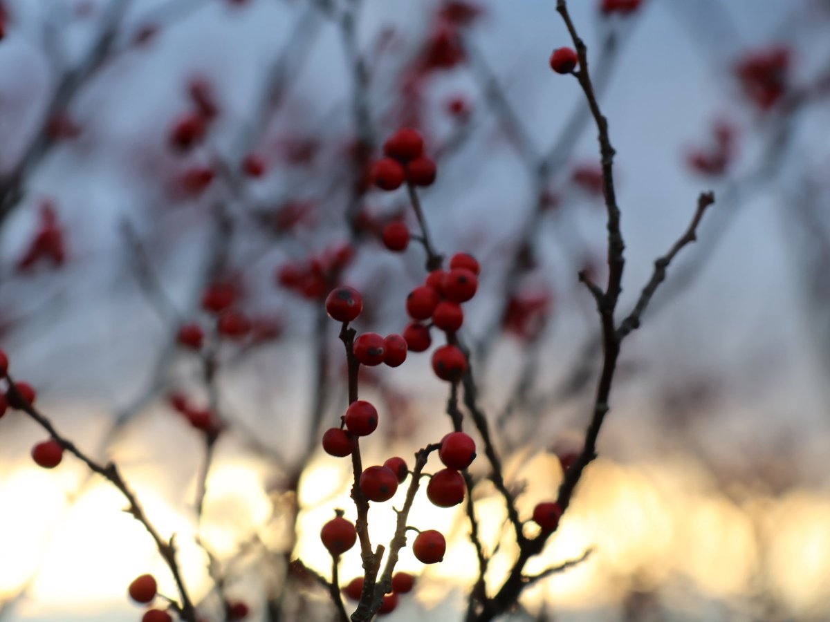 今年一年お世話になりました✨
良いお年をお迎えください✨