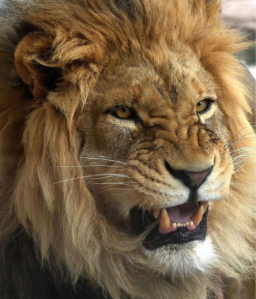 Lions 🦁 tweet media