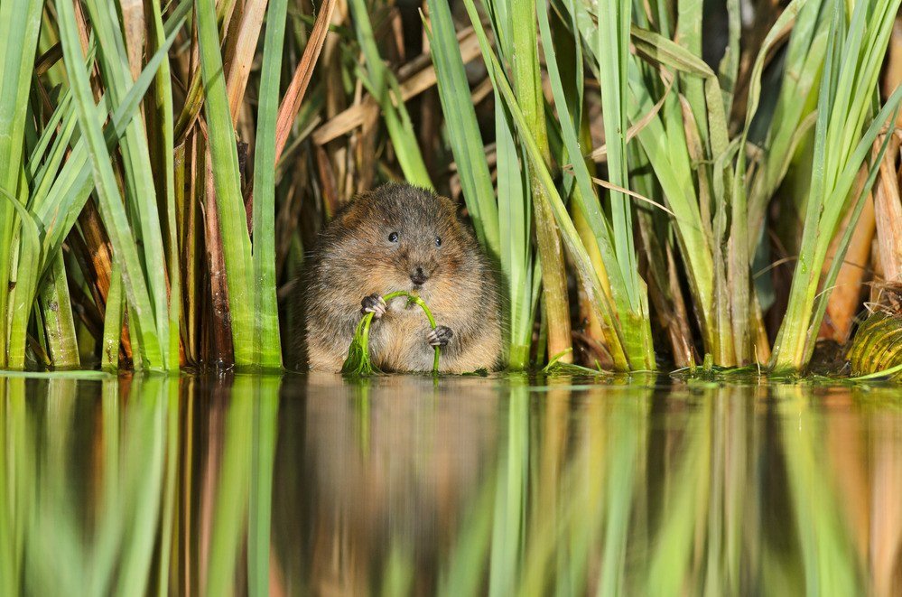 WildlifeTrustSWWales 🦡🐬 tweet media