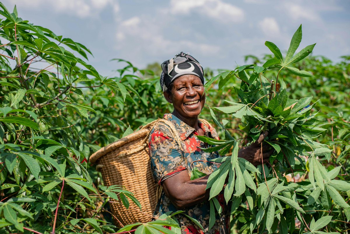farmingfirst's tweet image. From improving #FoodSecurity and nutrition to reducing #FoodWaste, agriculture has the power to tackle global challenges and advance sustainable development.

Explore how support for farmers makes a difference 👇🏾 
bit.ly/451FioP