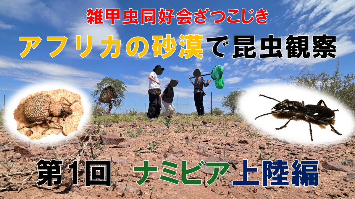 雑甲虫同好会ざつこじき tweet media