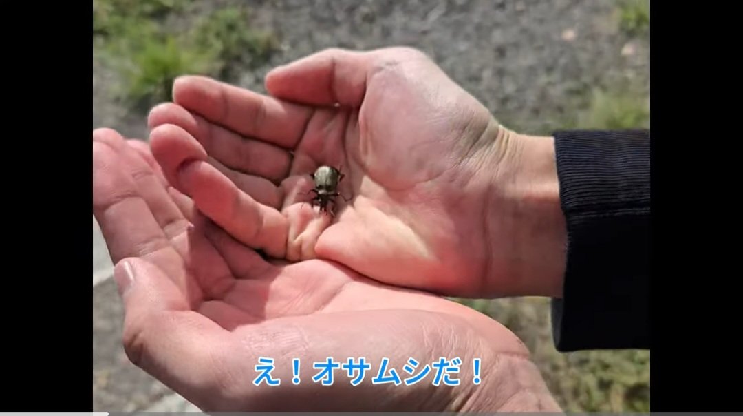 雑甲虫同好会ざつこじき tweet media