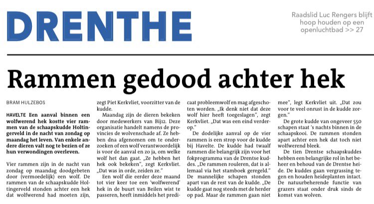 Voor de rammen van zeldzame / belangrijke schapen rassen worden fok programma’s gemaakt, ze wisselen tussen kuddes om inteelt te voorkomen en het zuivere ras te behouden 
Helaas houdt de wolf daar geen rekening mee 😔 #schaap #schaapskudde