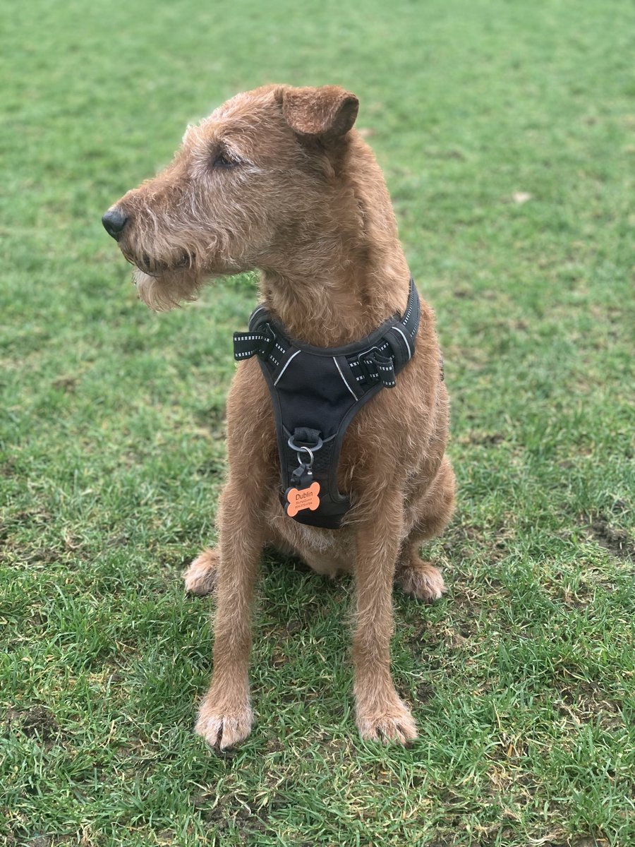 DublinIrishPup's tweet photo. #wontlookwednesday ๐ซฃ BOL ๐๐คฃ๐ busy looking at other fings and not da #ibone ๐ซ๐ฑ https://t.co/hWXYsvHvDt