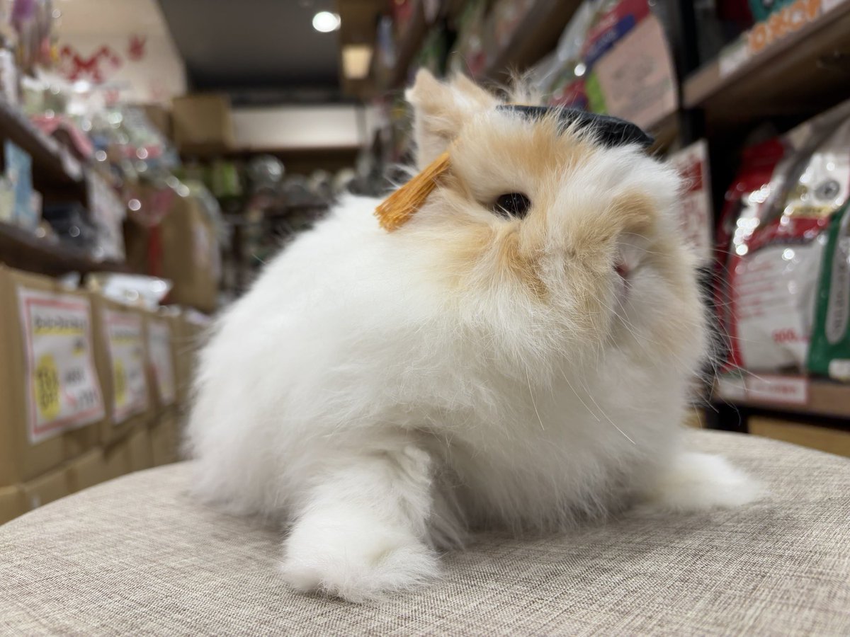 もふもふさん卒業おめでとう🎓🌸

#うさぎのしっぽ　#うさぎのしっぽビナウォーク店　#うさぎのいる暮らし　#うさぎ好きさんと繋がりたい　#うさぎ専門店　#토끼　#兔子　#rabbit
