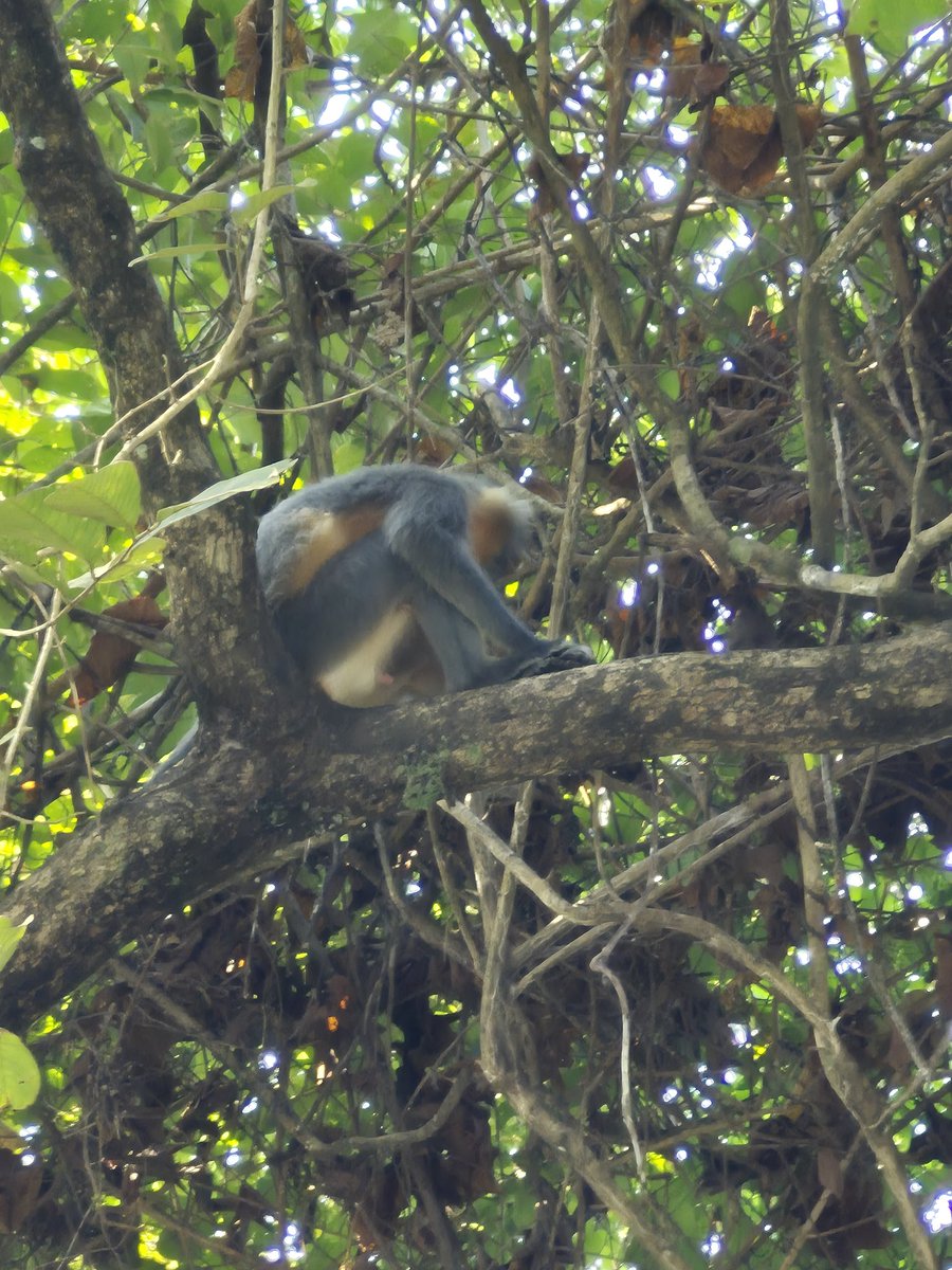 BedantaDeka10's tweet photo. MANAS NATIONAL PARK, ASSAM https://t.co/bAm2tkwTJH