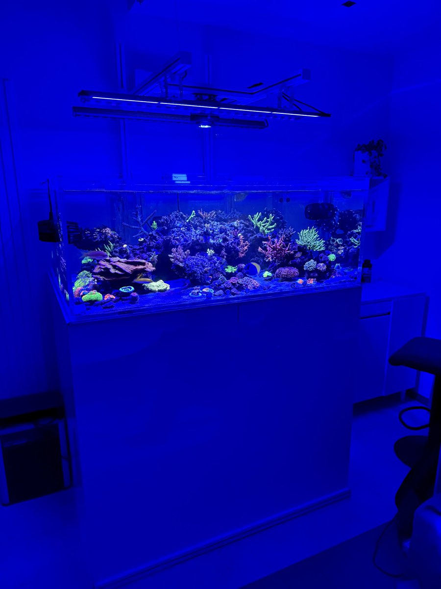 Blue_aqa's tweet image. 今年は水槽のリニューアルをすると決め、色んな意味でよくここまでやったと我ながら感心。
来年はリセット後からの色落ちしたのを色揚げするのと、ミドリイシを計画的に増やそう🤔
あと、LPSも増やしたぃ…🥹
さっ、来年も楽しい一年になりますように✨