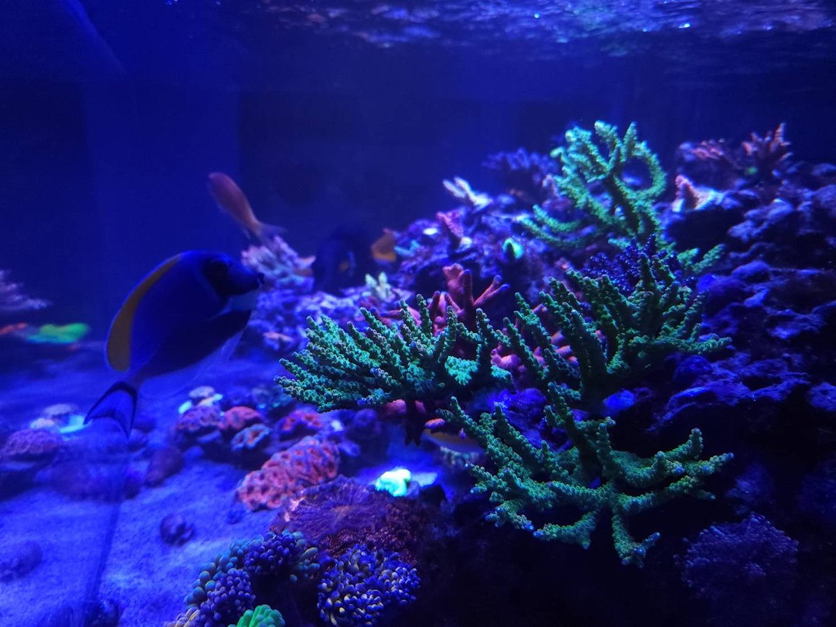 Blue_aqa's tweet image. 今年は水槽のリニューアルをすると決め、色んな意味でよくここまでやったと我ながら感心。
来年はリセット後からの色落ちしたのを色揚げするのと、ミドリイシを計画的に増やそう🤔
あと、LPSも増やしたぃ…🥹
さっ、来年も楽しい一年になりますように✨