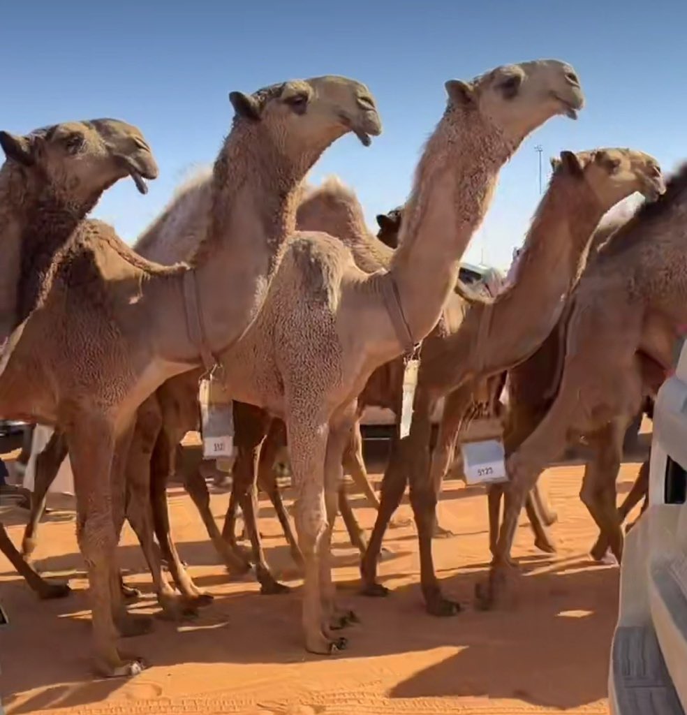 ماجد الشمري tweet media