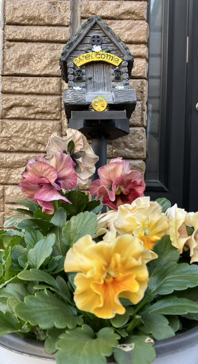 大掃除は年内に終わったためしがない😑(永遠に続く？)
それでも無事に年を越せそうです
玄関前の花が貧弱になっていたので急いで買いに行ったけれど時すでに遅し…
それでも素敵な寄せ植えを選んだつもり

お仕事の方もお休みの方も
良いお年をお迎え下さい

<a href="/wakuseiya/">惑星座 ★ 枠星屋タビオトモ</a>