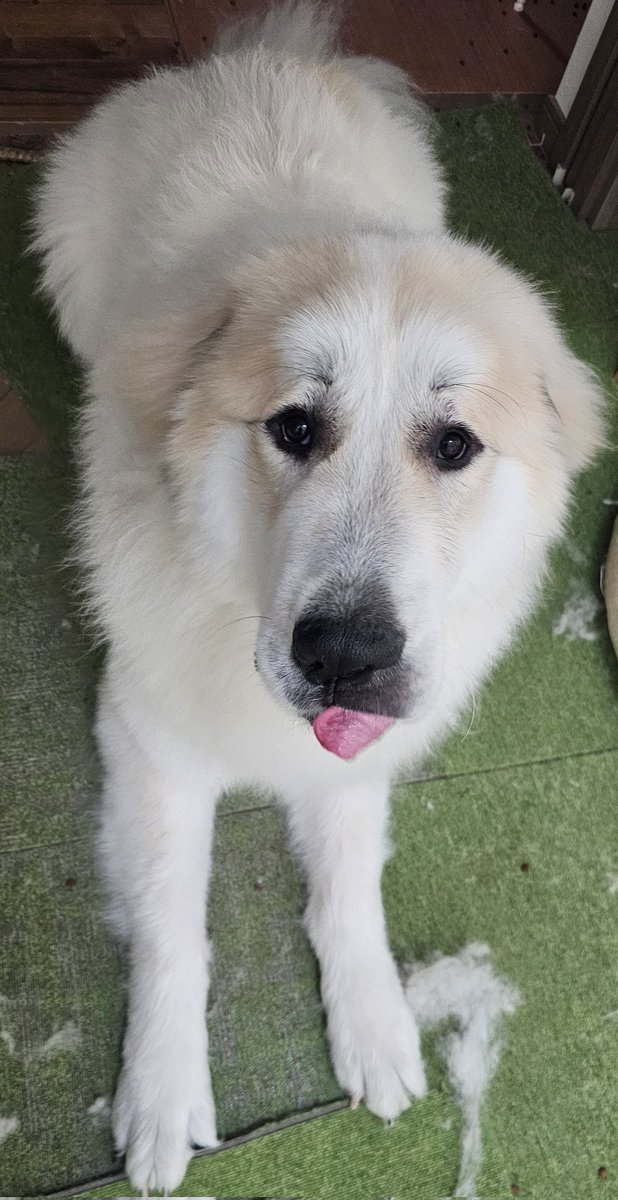 なんか……犬種かわった？