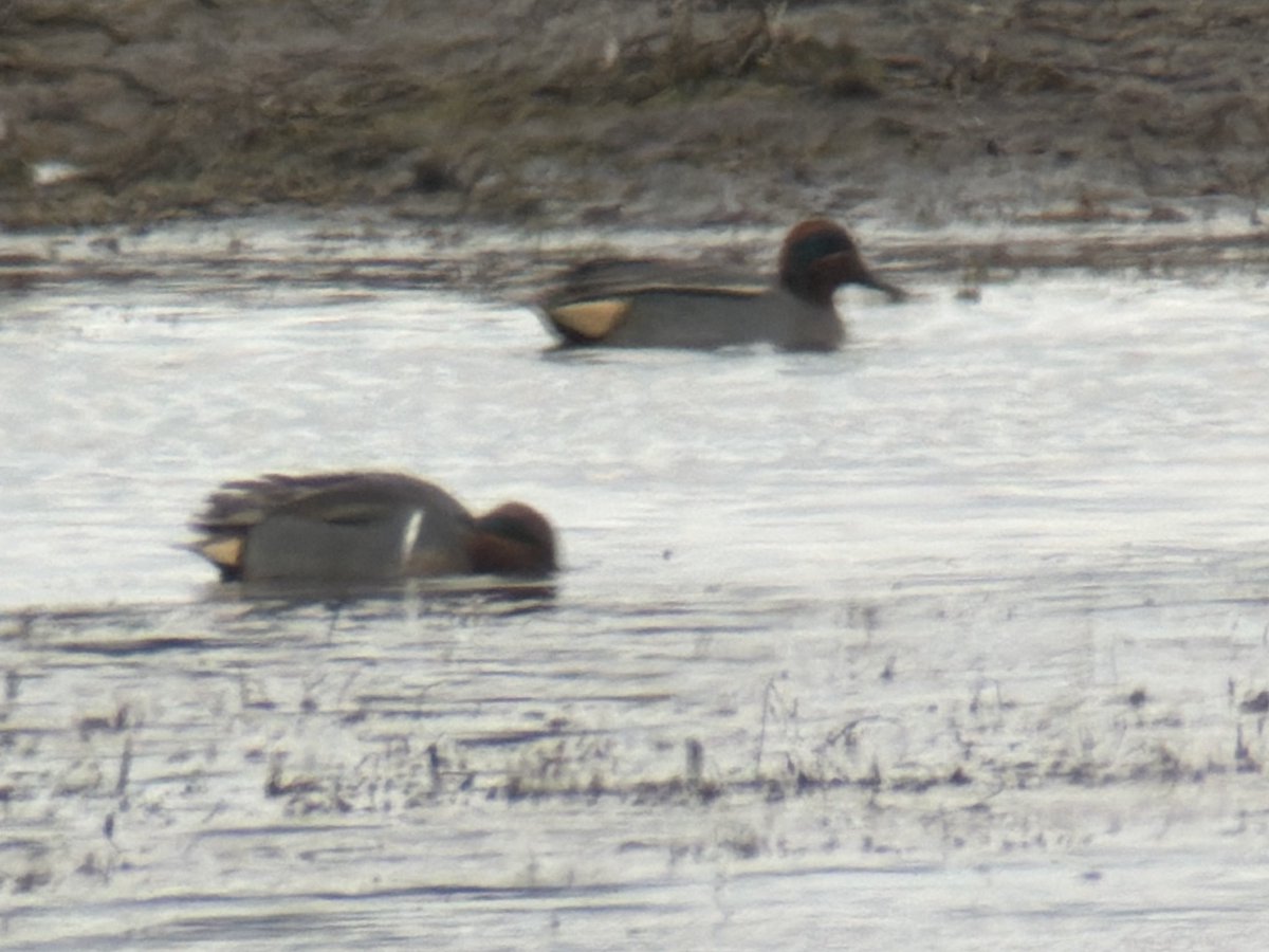 DarbyBug's tweet image. Green-winged Teal still Crossens Inner #Marshside