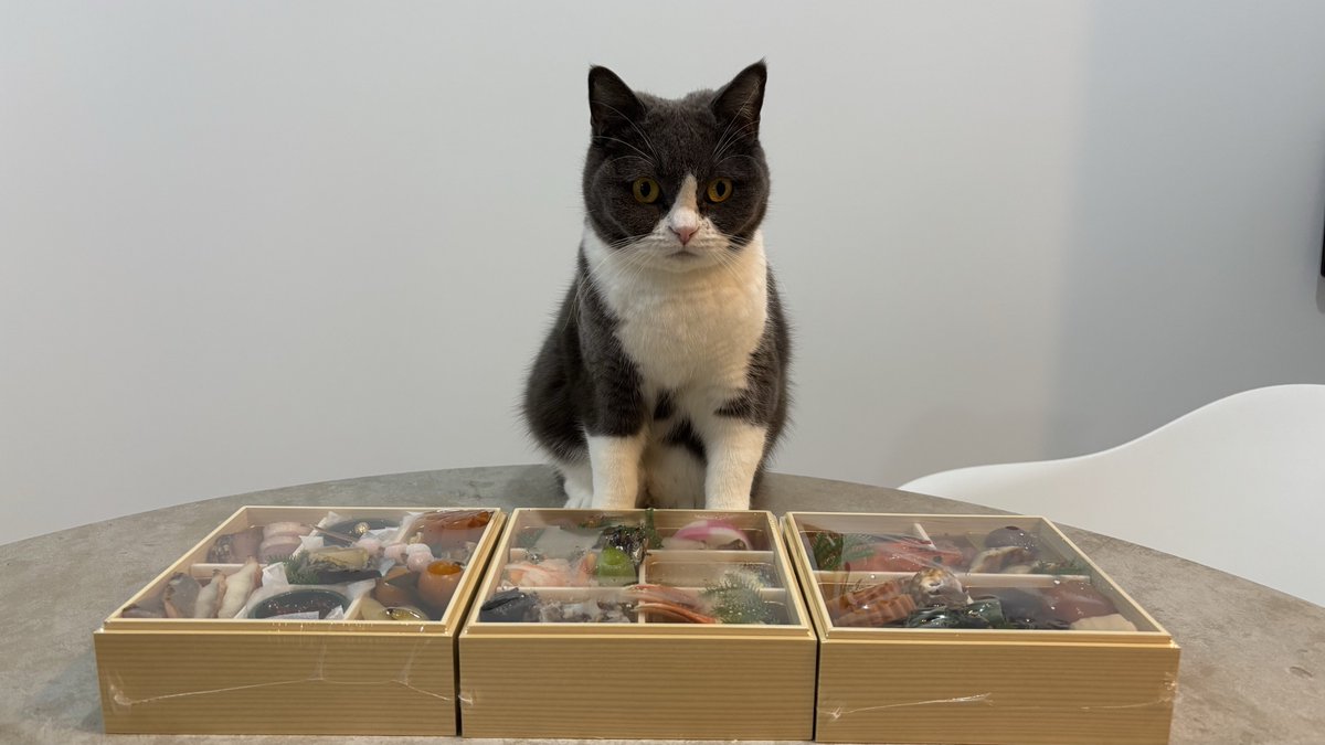 YKgoFORit's tweet photo. 都是我的么🐱 https://t.co/rqkY20ELZi