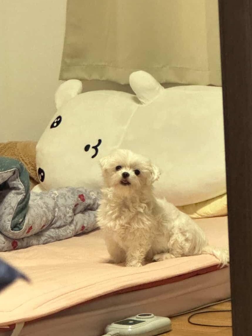 우리집 가나디 볼 사람