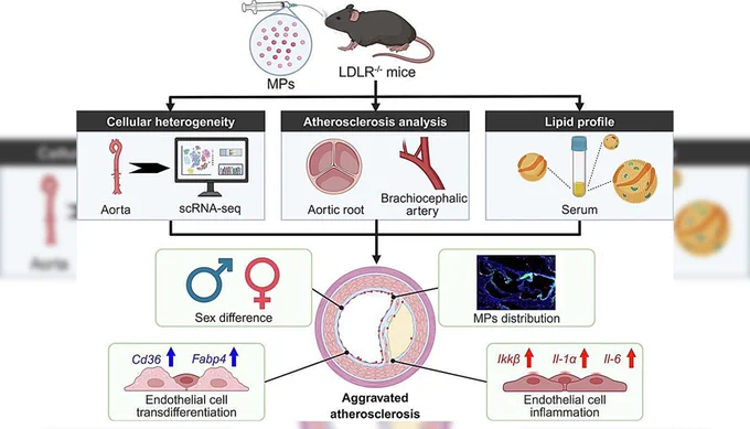 ذرات پلاستیک خطر بیماری های قلبی را در موش های نر افزایش می دهد