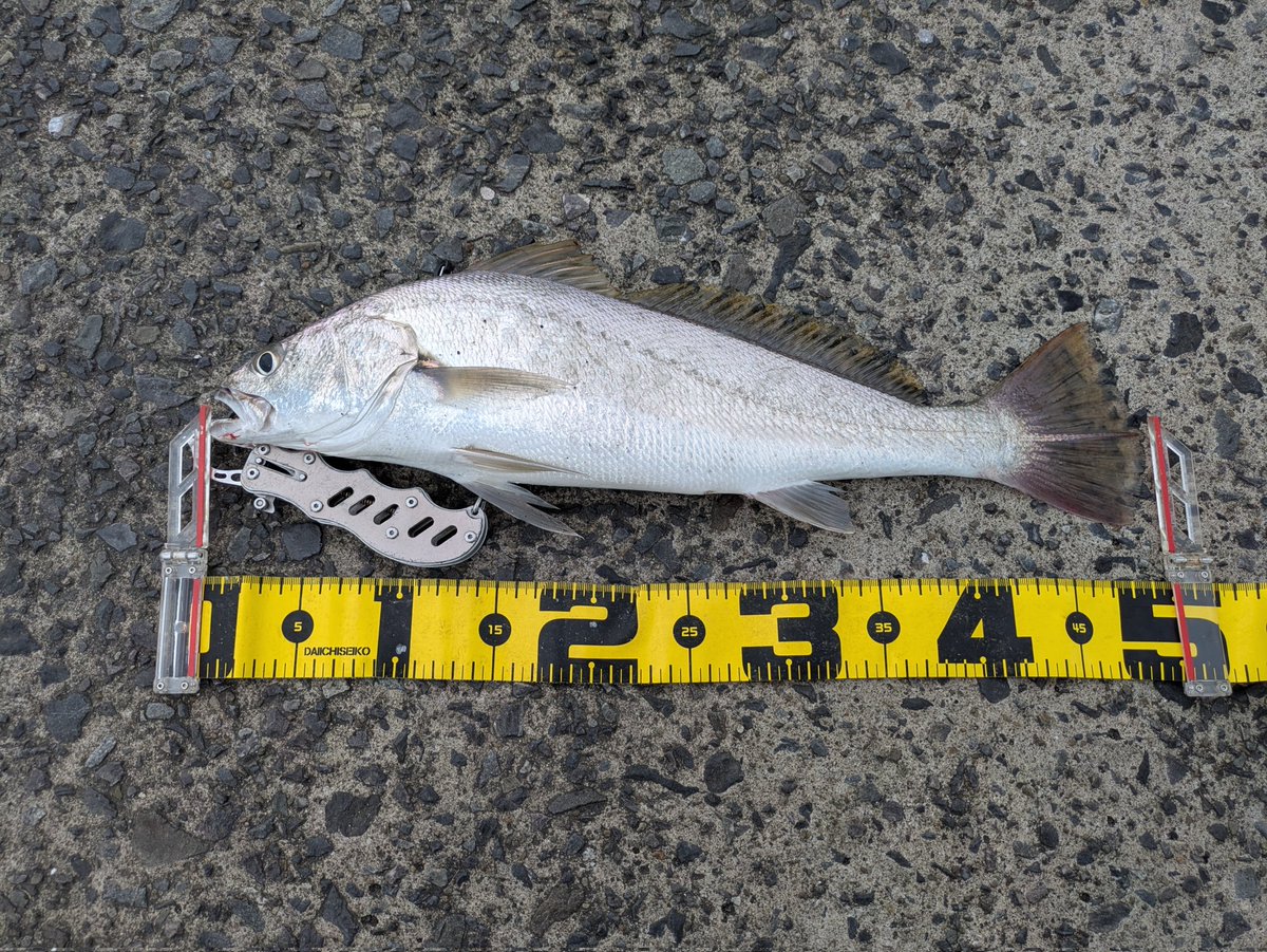 番外編です。
鹿児島県の釣果まとめました。
チャマルは妻の釣果。
やはり釣りって場所大事。（笑）
#今年の釣果を4枚で振り返る