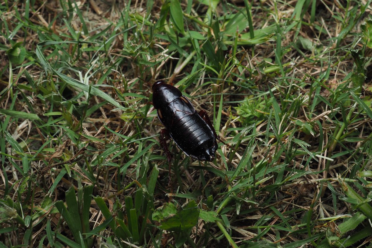 2025 今年見られた最高のゴキブリ⑧

トルキスタンゴキブリ‼️
外来種のため最高ではないが、ゴキブリだけで見れば最高のゴキブリ！

レッドローチとも呼ばれ飛翔しないことから爬虫類の餌として使われているが、野生下では普通にヘッドライトに飛んできてめちゃくちゃビビった…