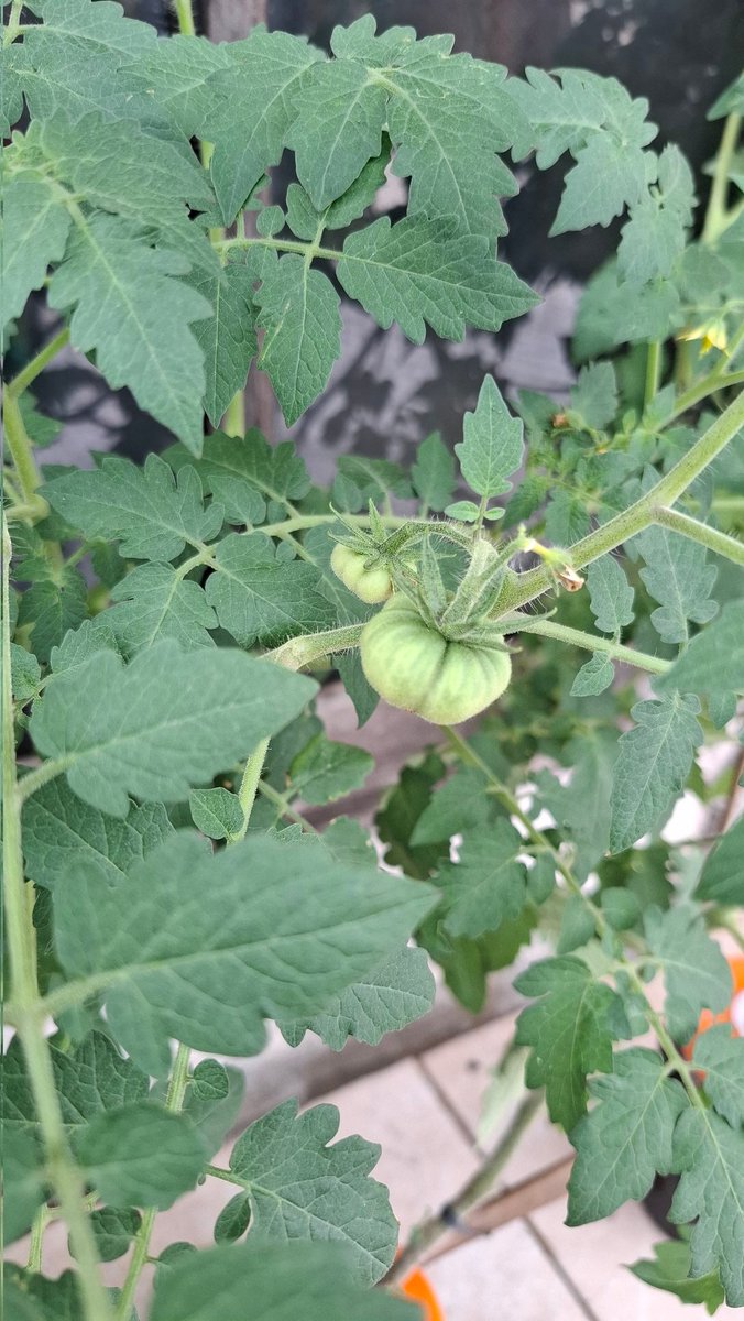 jenaharu's tweet photo. petani abieeeezzzzz
comelnyaaaaaa tomat mawarkuuuu🍅🍅🍅🍅🫶🏼 https://t.co/qqTRaZ68PY