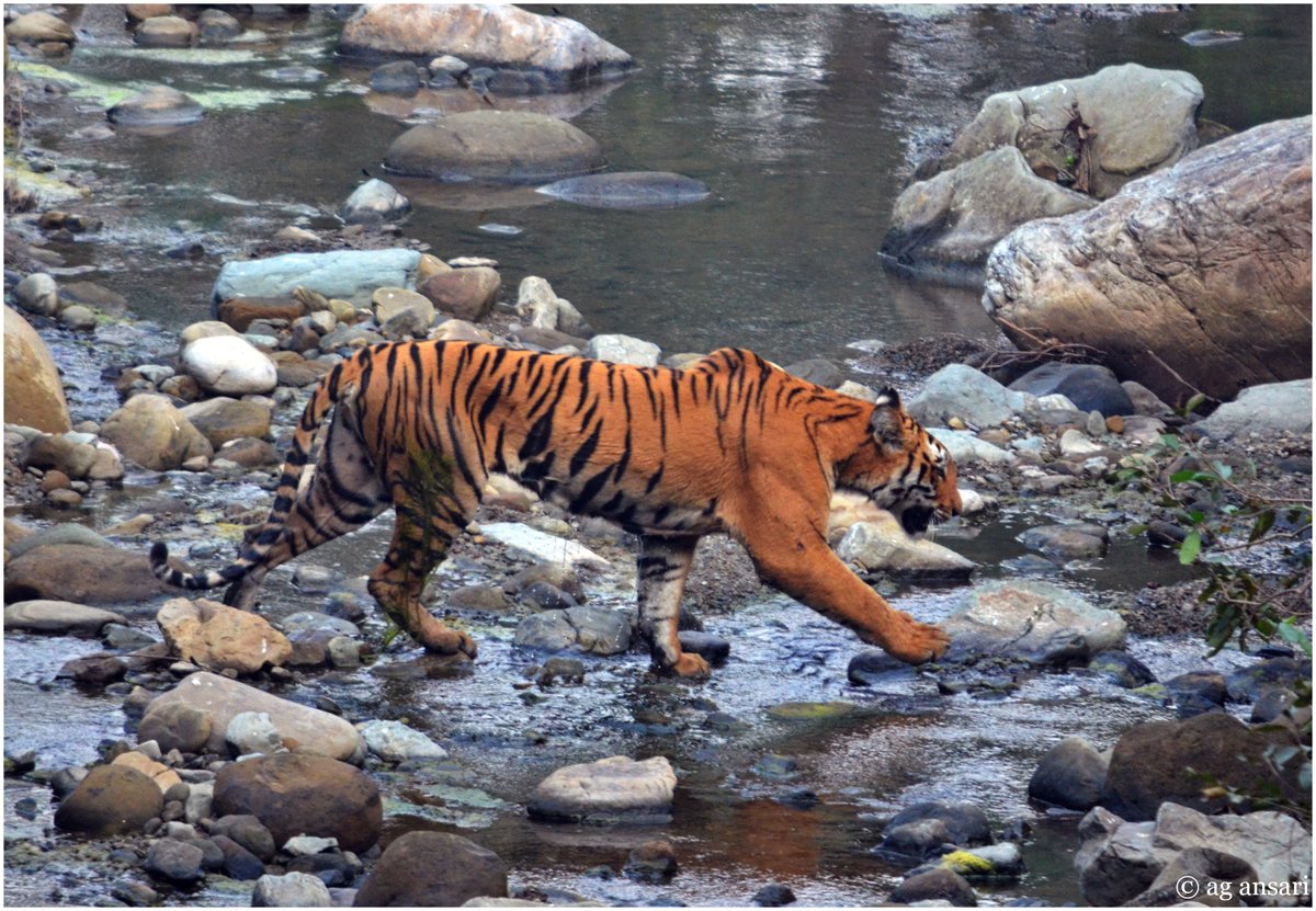 AG Ansari tweet media