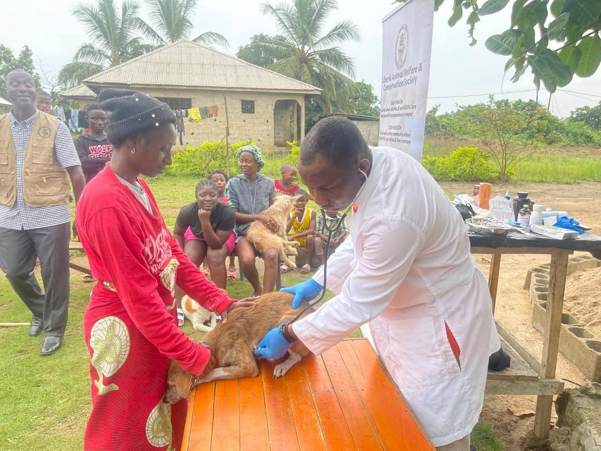 LiberiaAnimal's tweet image. As 2025 ends today, YOU are the lifeline for thousands of dogs &amp;amp; cats— @LiberiaAnimal  is the only local group giving them FREE vet care. Make your final 2025 gift: liberiaanimalwelfaresociety.org 
#EndOfYearGiving #SupportLAWCS #SaveAnimalLives #LiberiaAnimals #DonateNow