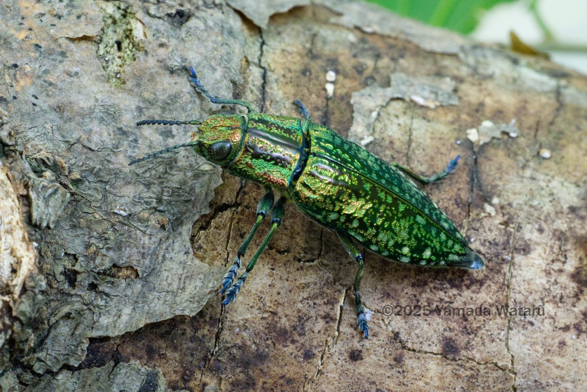 個人的2025年の優勝タマムシを発表（初出し） ダイトンクロマダラ