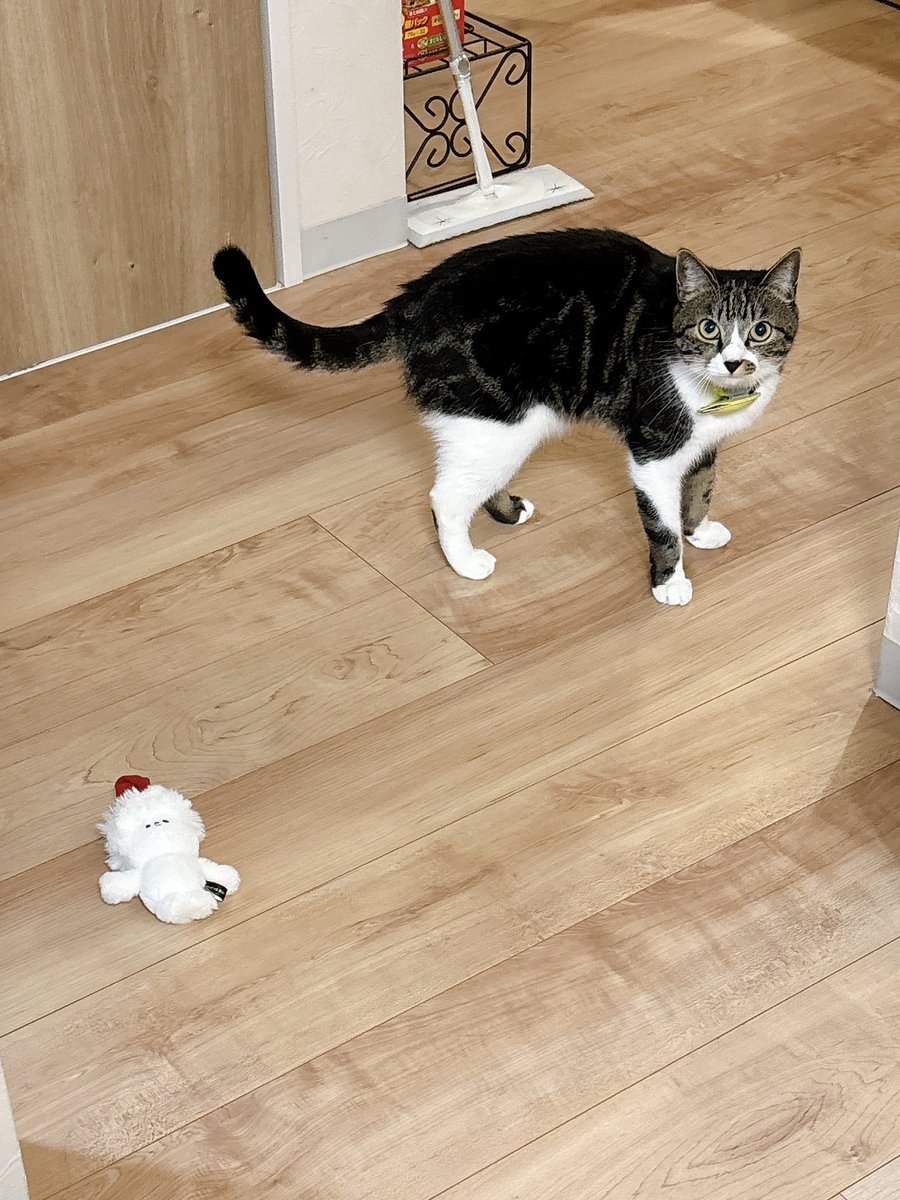 漫喫で漫画読んで次の日は友達の家で漫画読んでそのままお泊り📚
友達宅のにゃんこは人見知りで、私のカバンについてる統括部長ぬいでかってに遊んでたから外してフリフリしたら無視され🙂その後ソファに放置してたら盗まれた