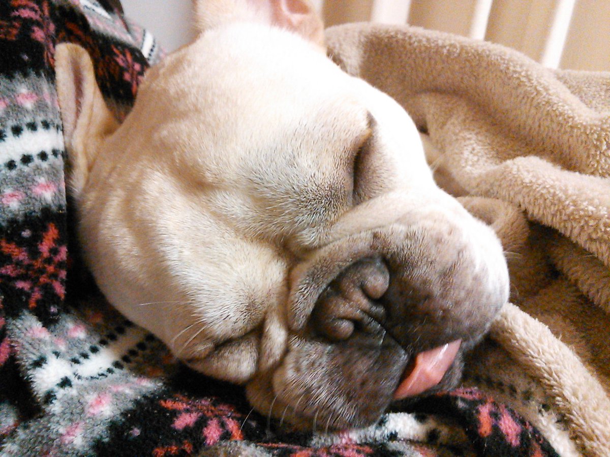 initial_kuro's tweet image. #フレンチブルドッグ