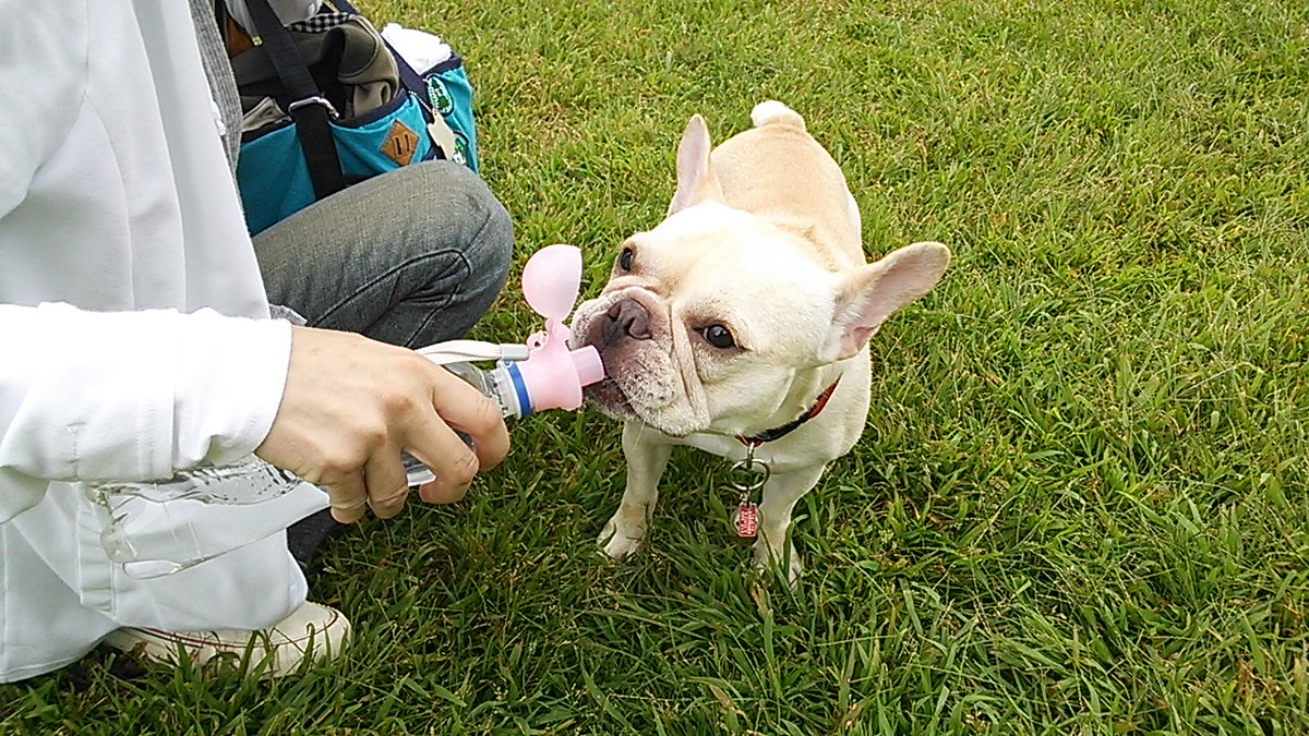 initial_kuro's tweet image. #フレンチブルドッグ