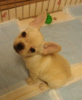 initial_kuro's tweet image. #フレンチブルドッグ