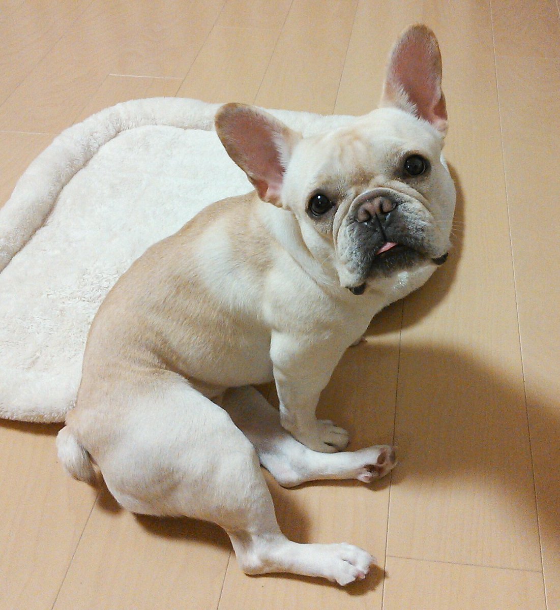 initial_kuro's tweet image. #フレンチブルドッグ