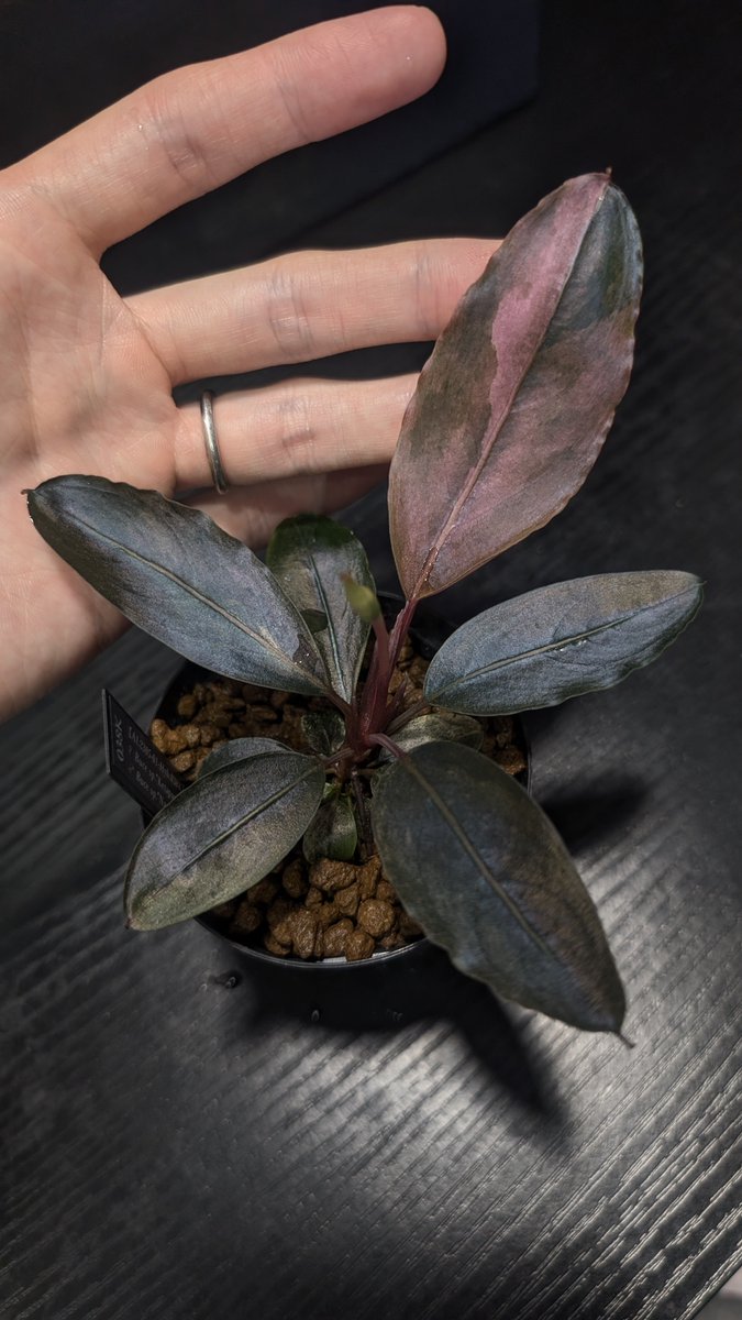 【実生ブセ】Bucephalandra cv.\