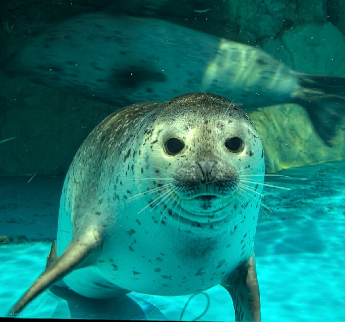 アザラシ旅便利ツール🦭(野生の乾きアザラシ) (@Y_K_AzarashiDB