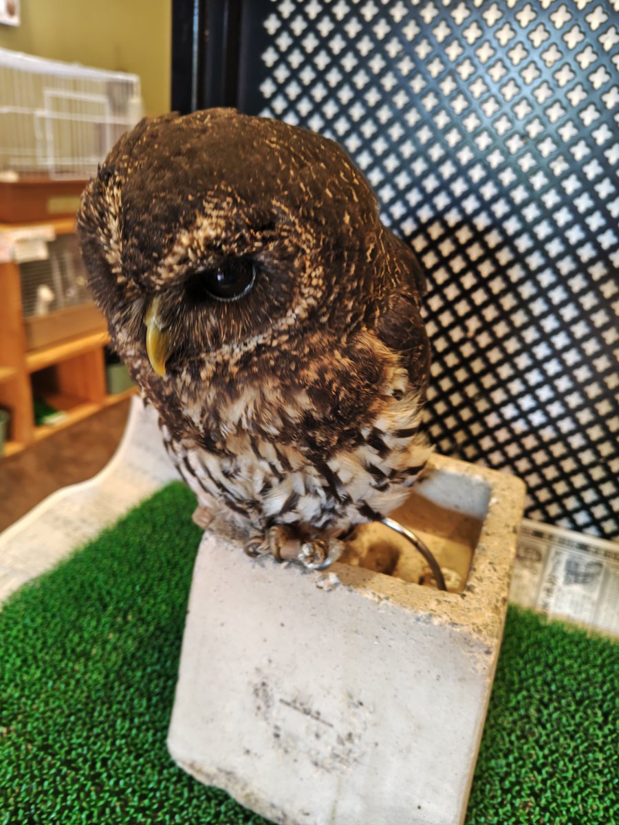 BB91193234's tweet photo. マシュさんちのヒナちゃん🦉

ビビりなのにとなりのペンちゃんがやってることを真似したがる😌

#マシュマロパンダ https://t.co/8jB1RSVj26