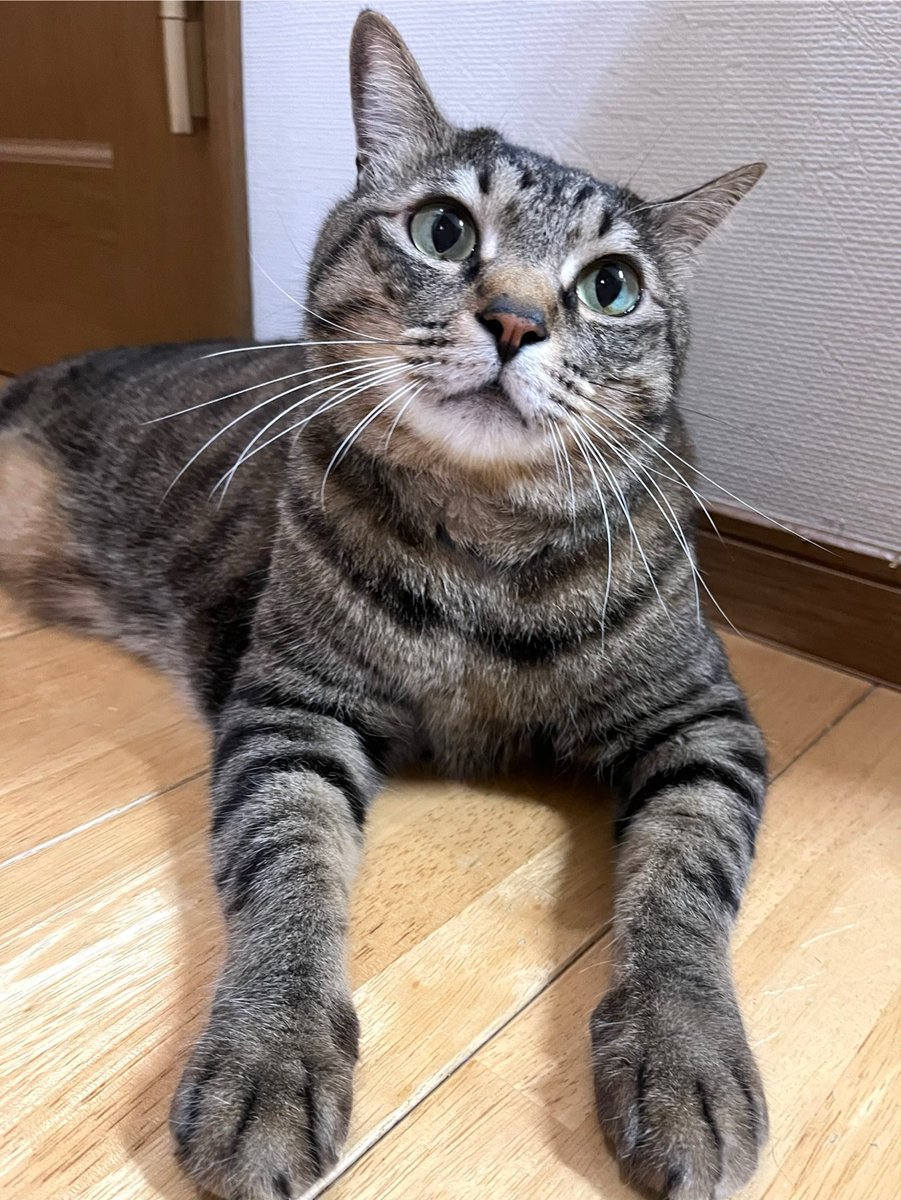 ただの猫好き (@chitakohaku) / Posts / X