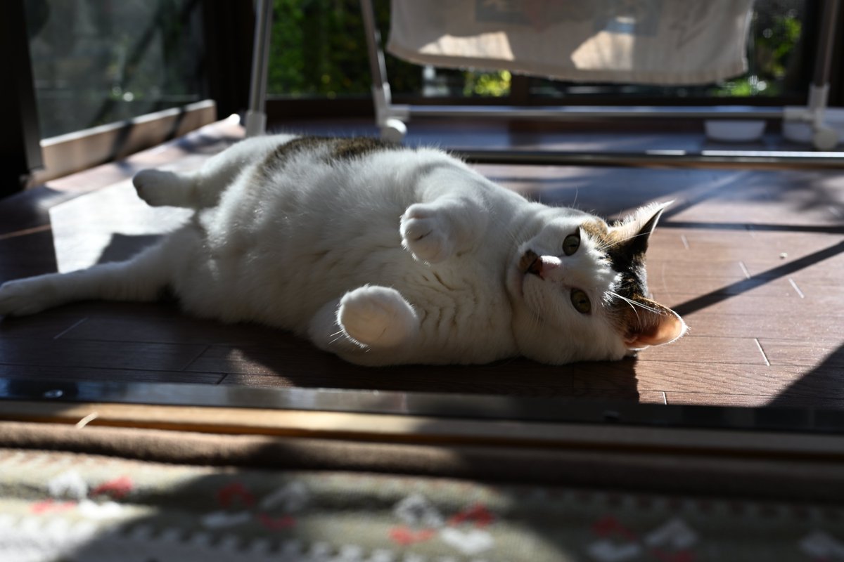 ねこ #猫 #Cat #Nikon #Z5ii