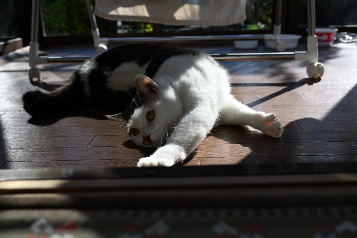 ねこ #猫 #Cat #Nikon #Z5ii