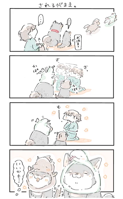 #4コマ漫画 #柴犬
されるがまま。 