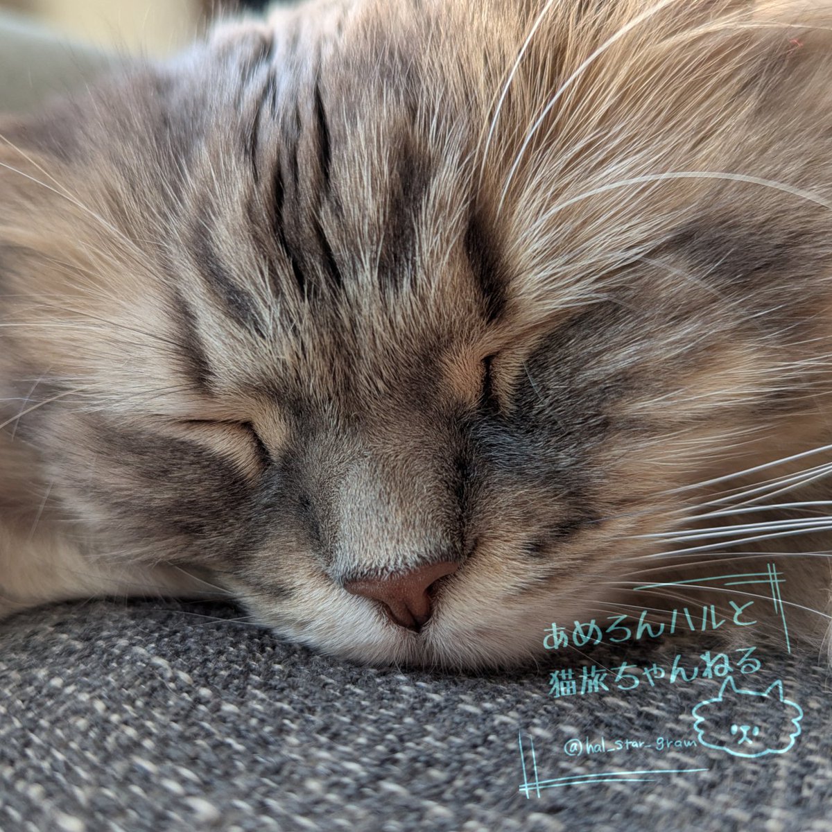 あめろんハルと猫旅ちゃんねる🍥 tweet media