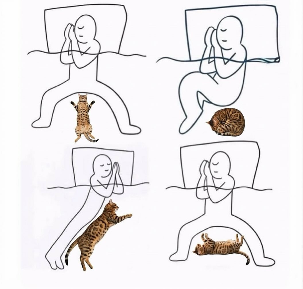 NoCatsNoLife_m's tweet image. 